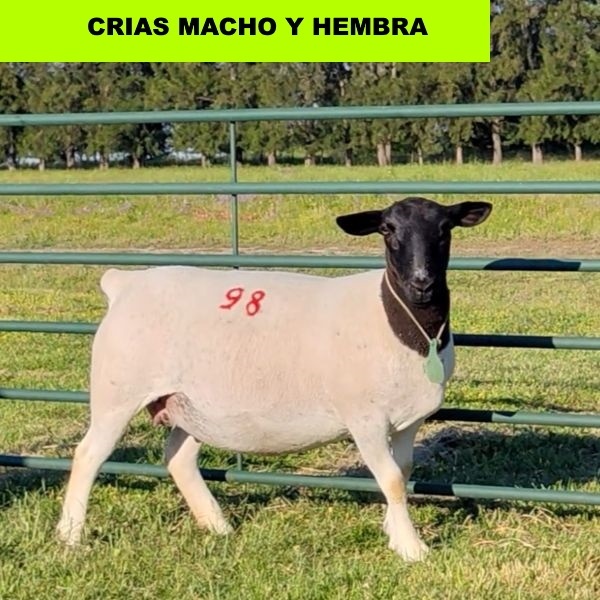 foto_rp_98_1679685099