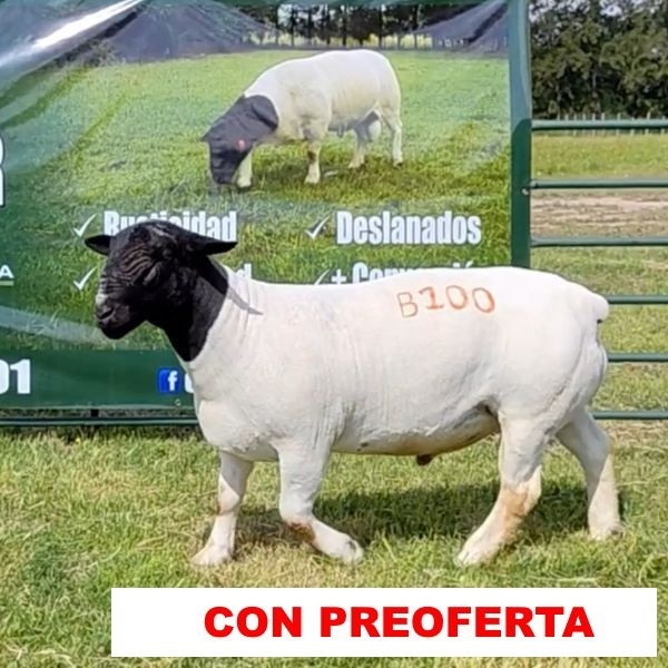 foto_rp_b100_1861555261