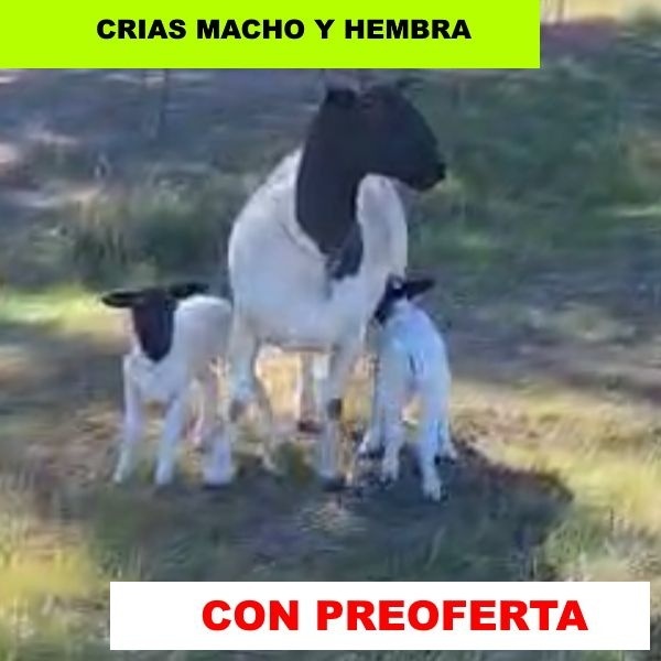 foto_rp_b101-2_502927998