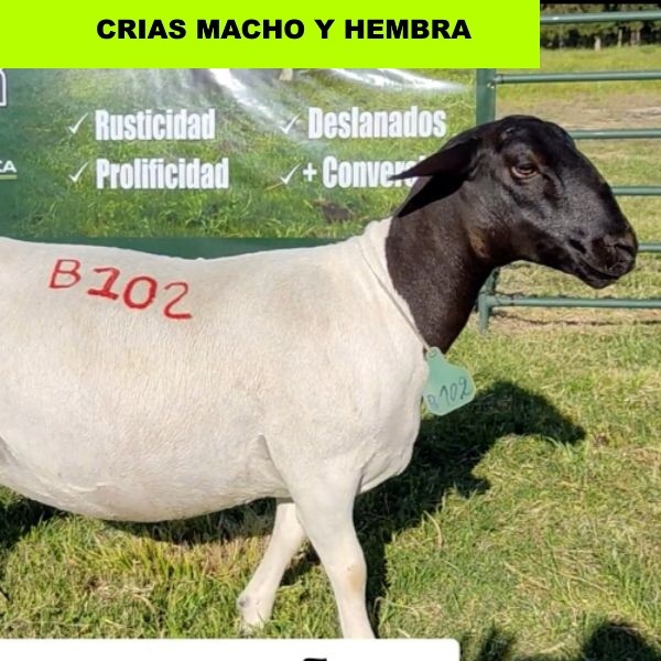 foto_rp_b102_1714401610