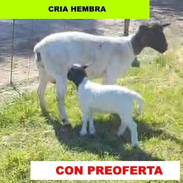 foto_rp_b106-2_710283980