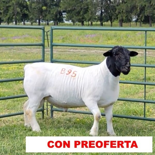 foto_rp_b95_2110788622