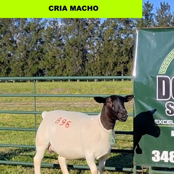 foto_rp_b96_138678820