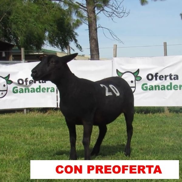 foto_rp_s20n_1489214095