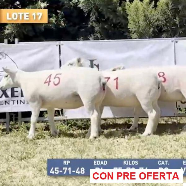 la-sonada-lote-17_1770585620