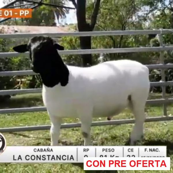 lote-01-la-constancia_2136869147