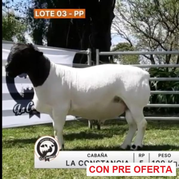 lote-03-la-constancia_858122149