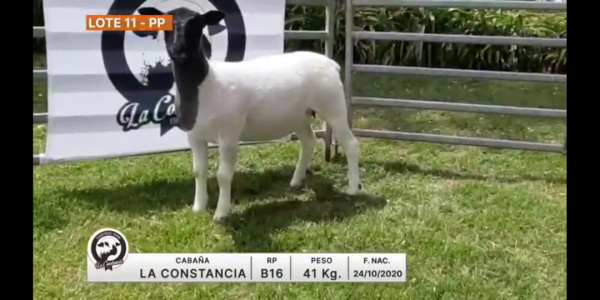 lote-11-la-constancia