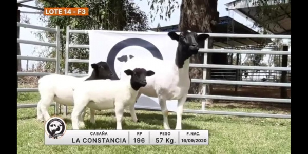 lote-14-la-constancia_1278489125