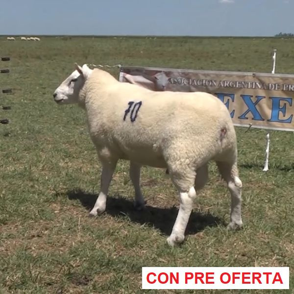 lote-14_1291760589