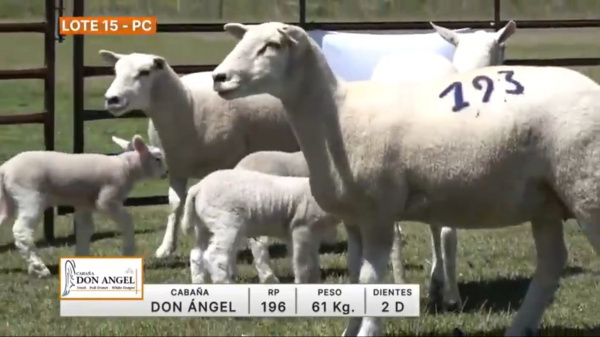 lote-15-don-angel_732577351