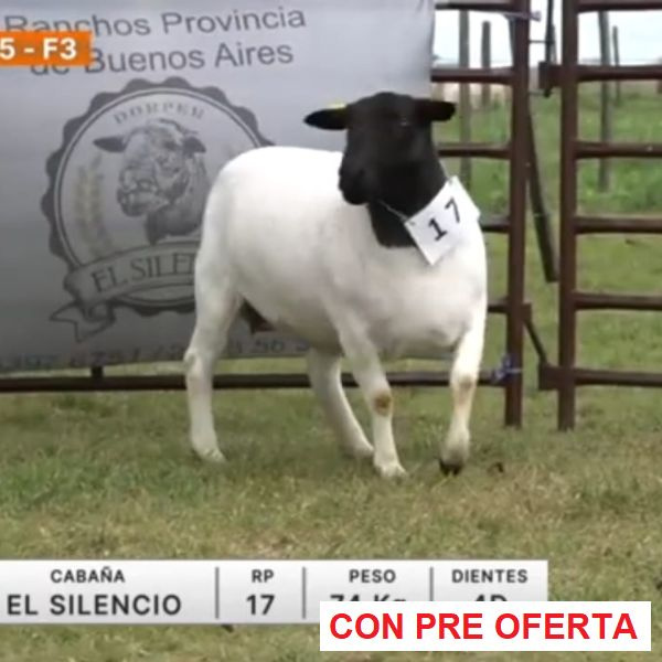 lote-15-el-silencio_1816926918