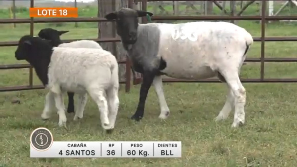 lote-18-4-santos_1630367474