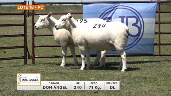 lote-18-don-angel_1897410432