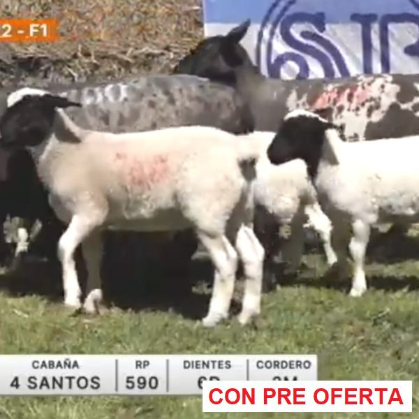 lote-22-4-santos_1587113085