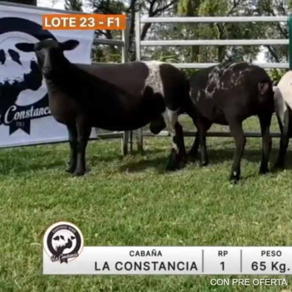 lote-23-la-constancia-2