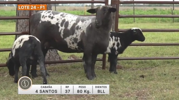 lote-24-4-santos_590578456