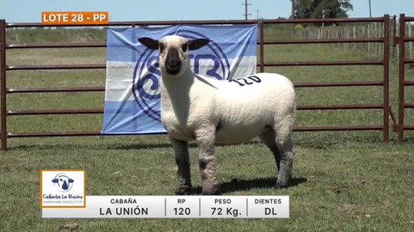 lote-28-la-union_1951220416