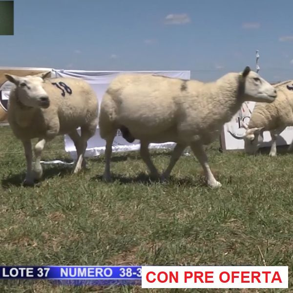 lote-37_333503702