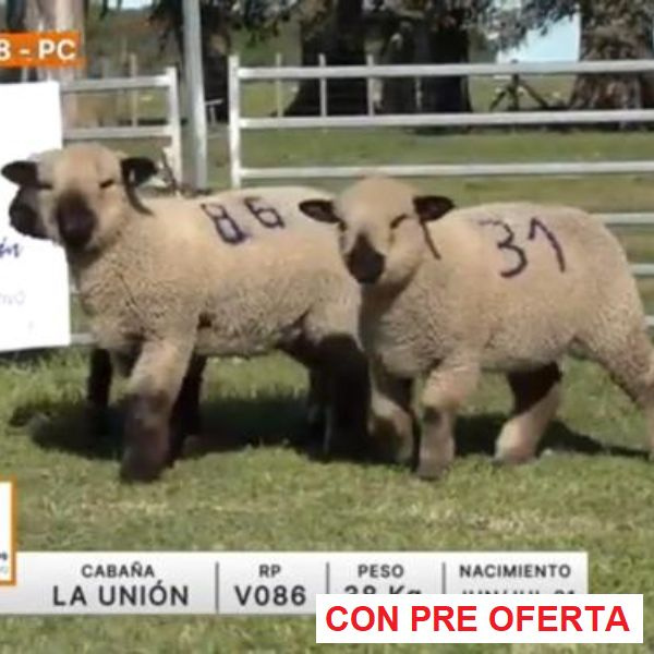 lote-38-la-union_794703517