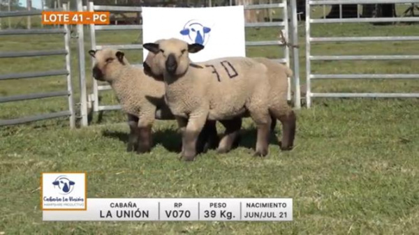 lote-41-la-union_385390984