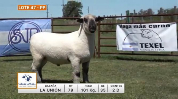 lote-47-la-union_1883162626