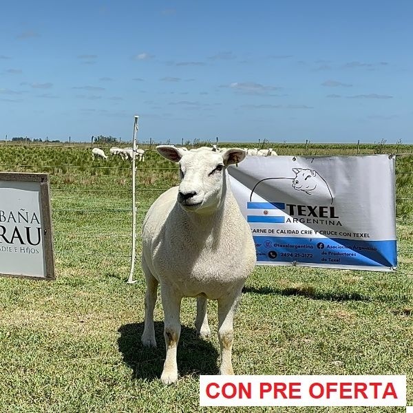 lote-8_506481514
