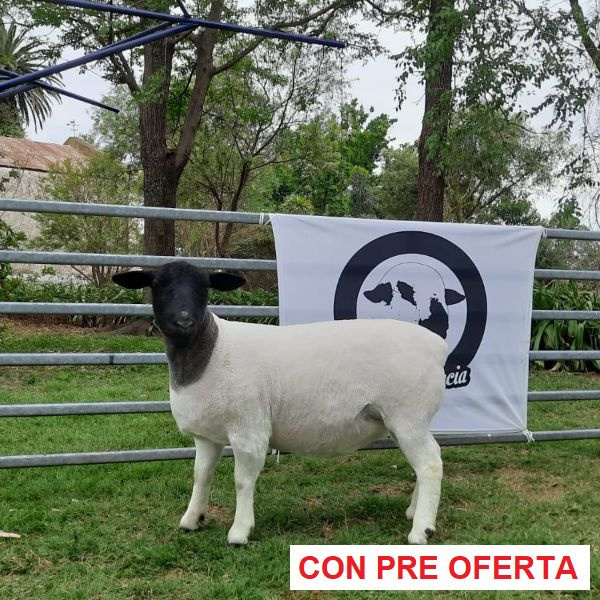 lote-dorper-11_203429123