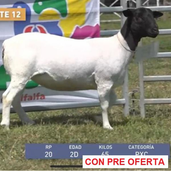 lote-dorper-12_746093694