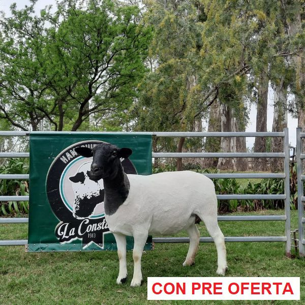 lote-dorper-14_33783885