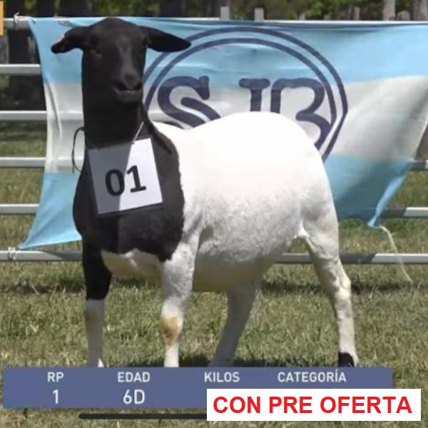 lote-dorper-15_123740649