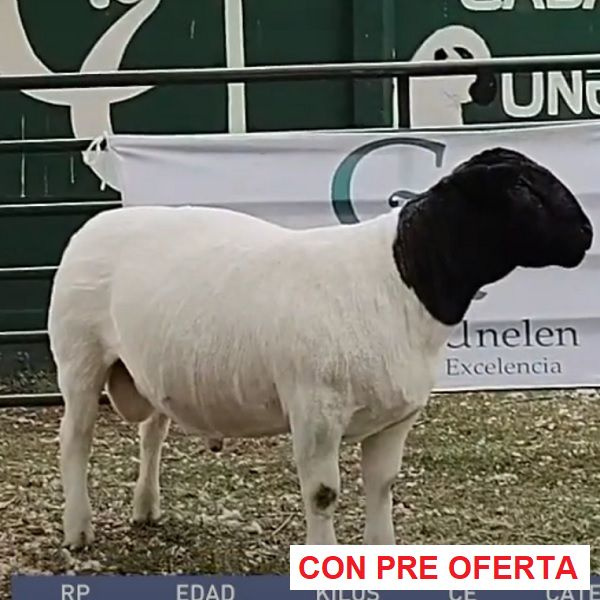 lote-dorper-16_1057945959