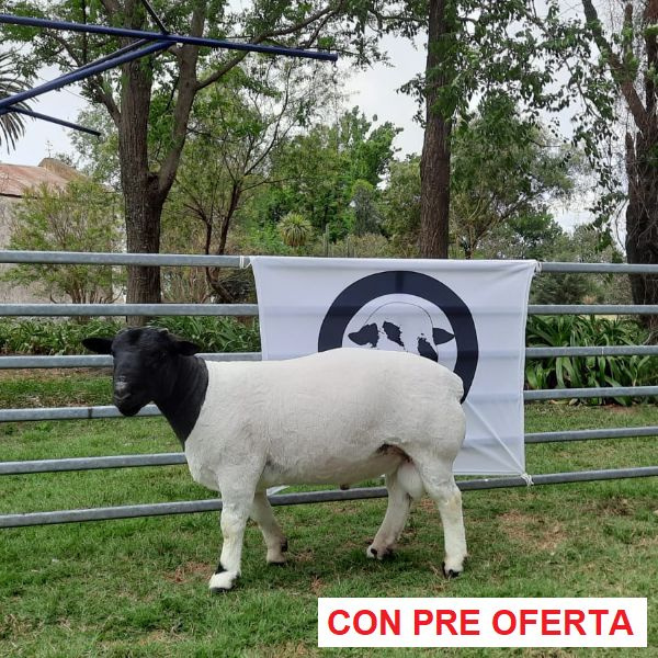 lote-dorper-18_91867346