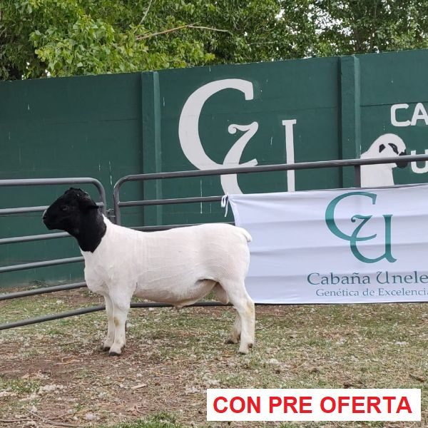 lote-dorper-19_767233053