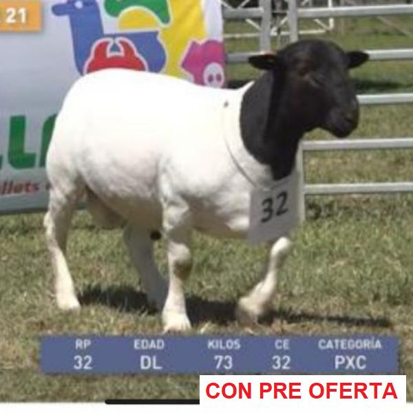 lote-dorper-21_1266002897