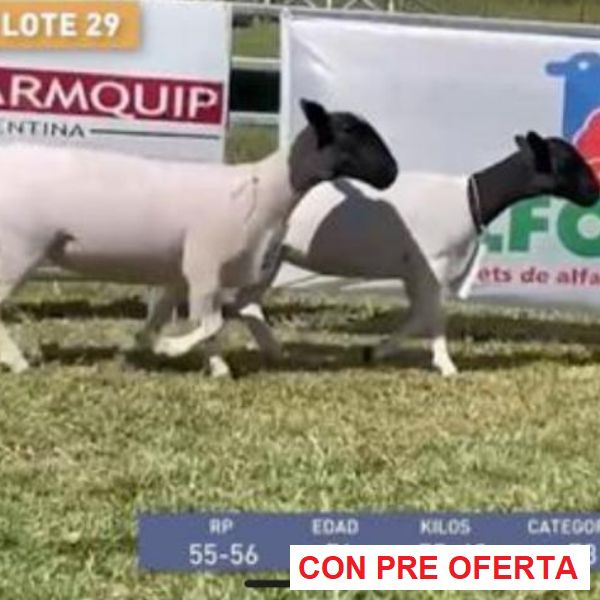 lote-dorper-29_2074092654