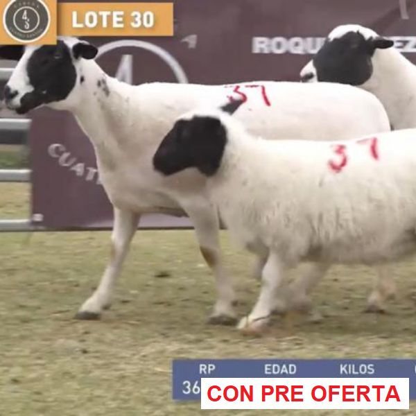 lote-dorper-30_1180691103