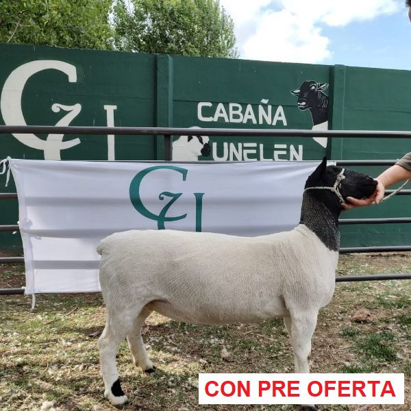 lote-dorper-4_91266649