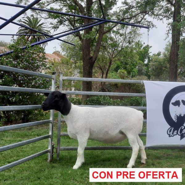 lote-dorper-5_177104490