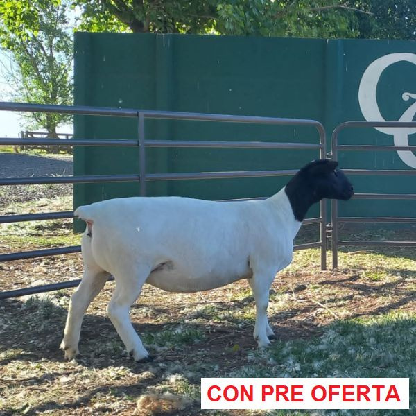 lote-dorper-8_343895252