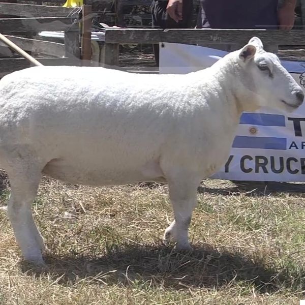 lote05-rp613_-_frame_at_0m0s