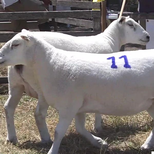 lote07-rp72-11_-_frame_at_0m7s