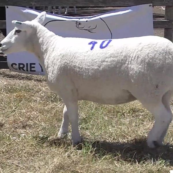 lote09-rp40-_-_frame_at_0m5s