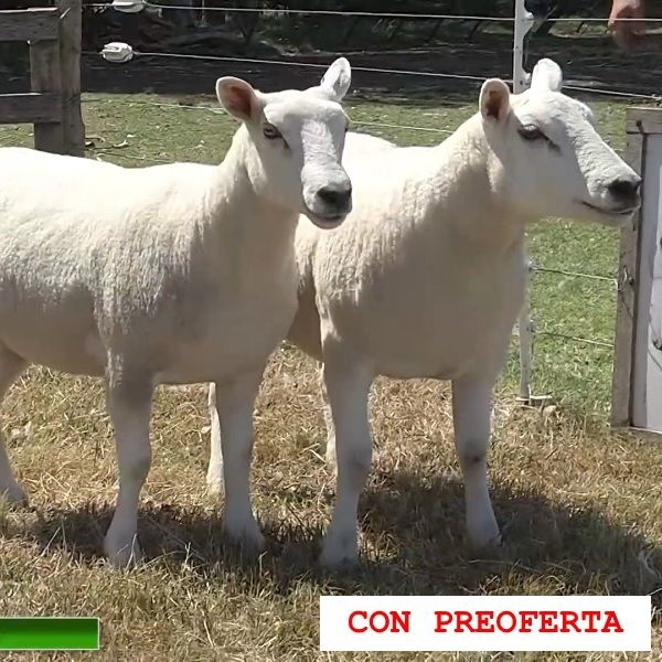 lote11-rp13-14_951018975