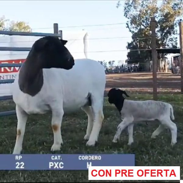 lote12-rp22_73907819