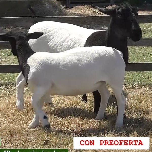 lote13-rp15_557299150