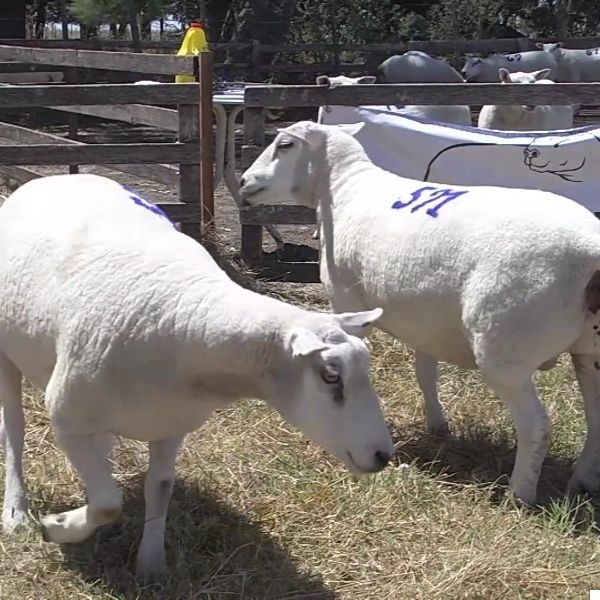 lote13-rp591-567_-_frame_at_0m14s