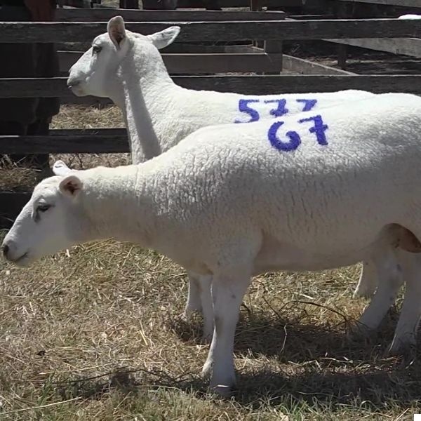 lote16-rp573-67_-_frame_at_0m14s