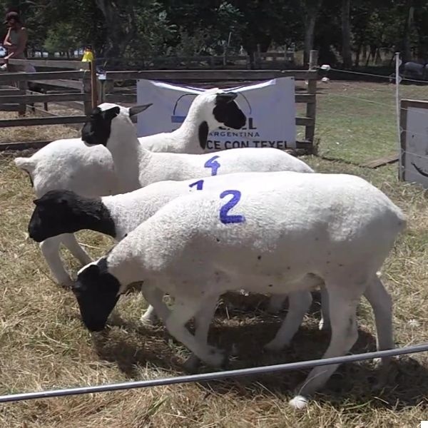 lote17a-rp1-2-3-4_-_frame_at_0m23s