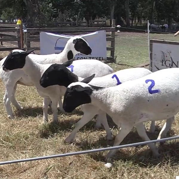 lote17b-rp21-22-23-24_-_frame_at_0m15s